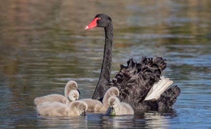 A black swan with a red beak on water with a group of grey fluffy cygnets in front of her